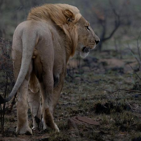 Sediba Luxury Safari Lodge Welgevonden Game Reserve Eksteriør bilde