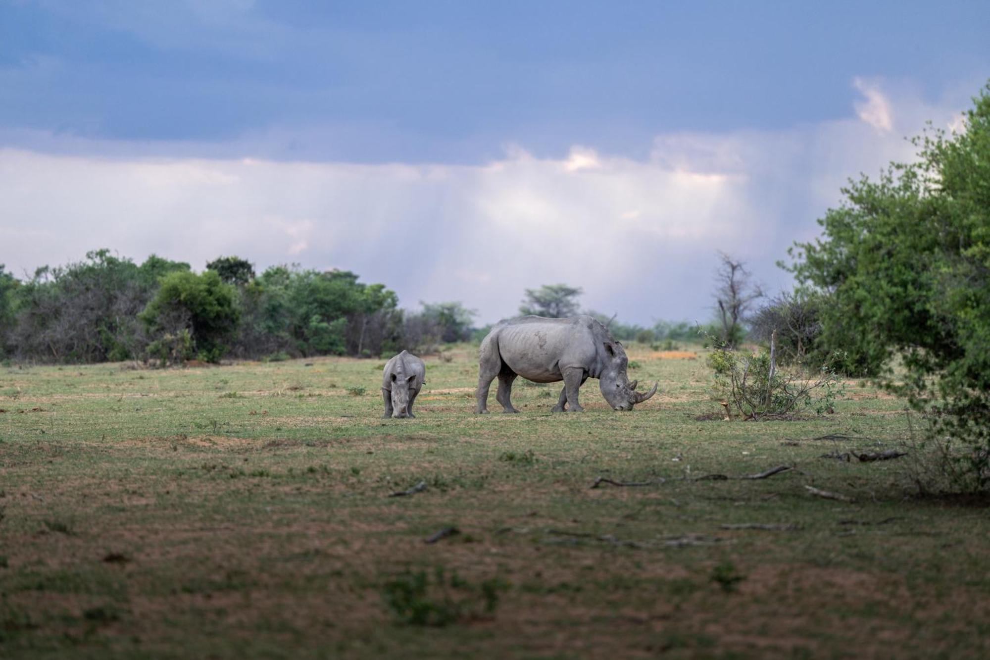 Sediba Luxury Safari Lodge Welgevonden Game Reserve Eksteriør bilde