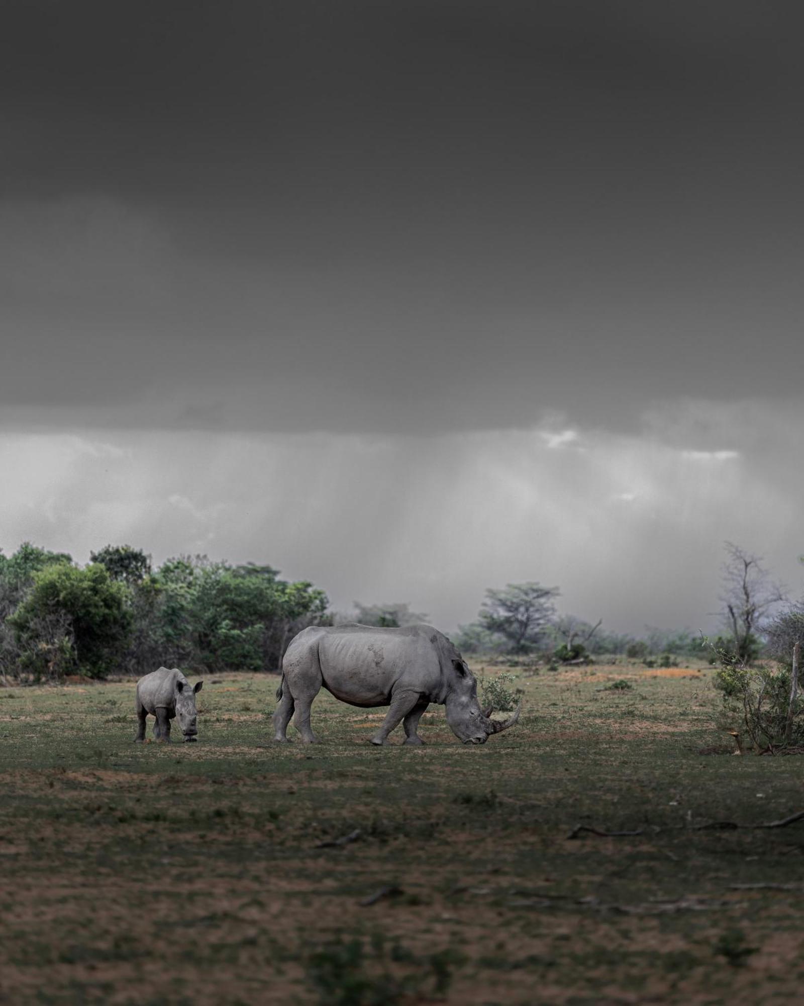 Sediba Luxury Safari Lodge Welgevonden Game Reserve Eksteriør bilde