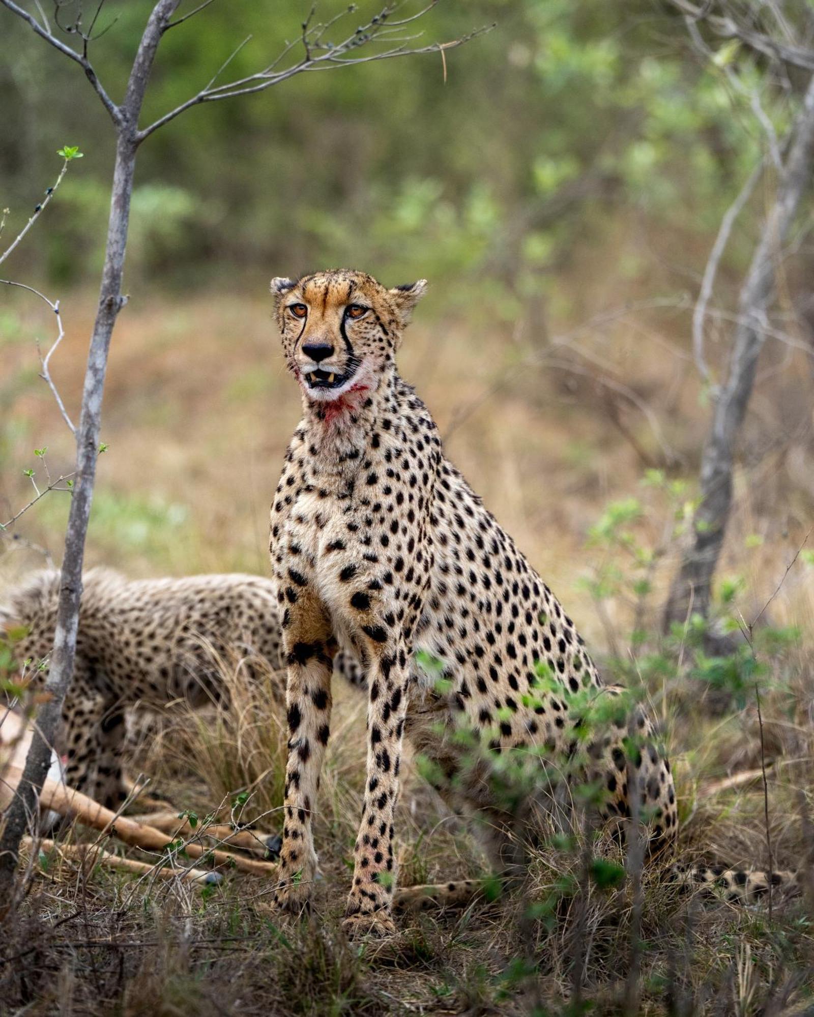 Sediba Luxury Safari Lodge Welgevonden Game Reserve Eksteriør bilde
