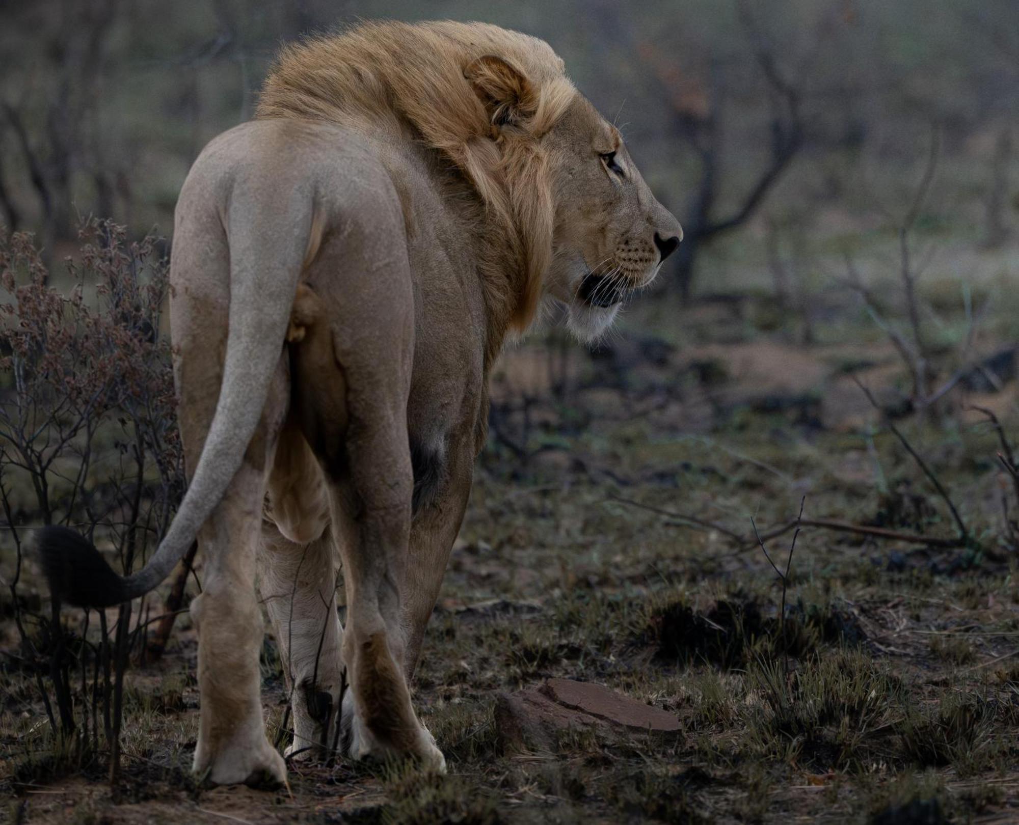 Sediba Luxury Safari Lodge Welgevonden Game Reserve Eksteriør bilde