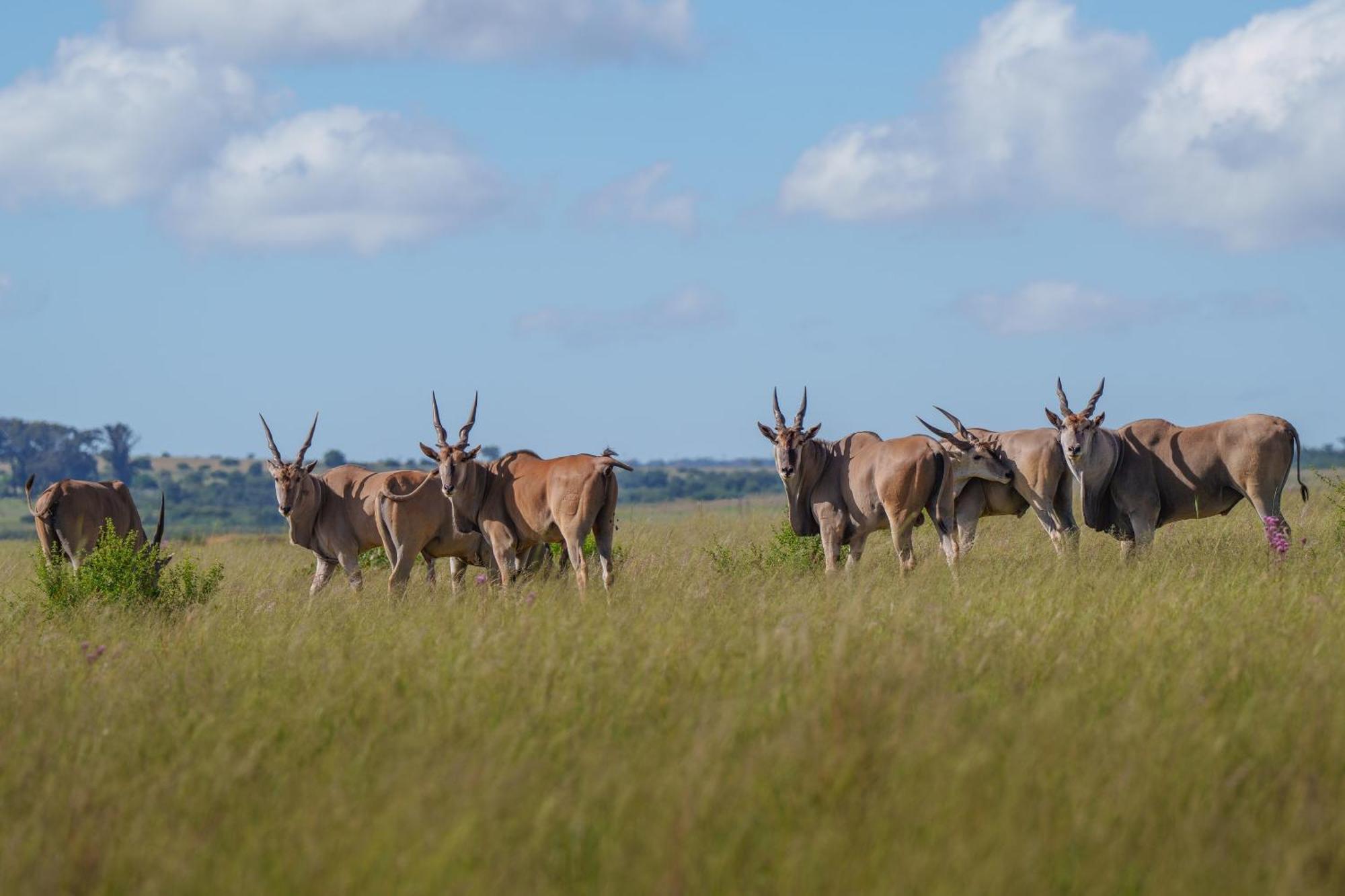 Sediba Luxury Safari Lodge Welgevonden Game Reserve Eksteriør bilde