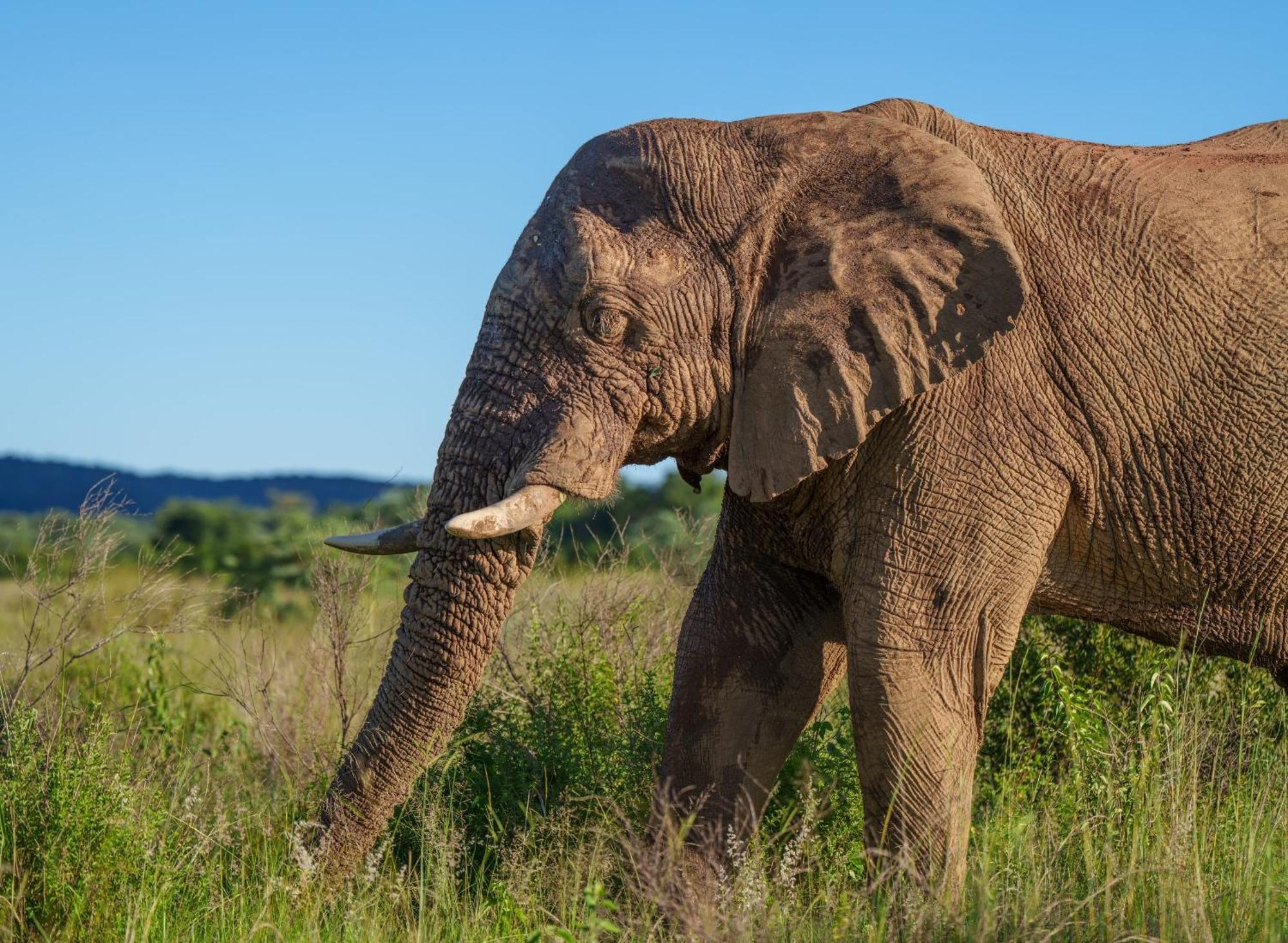 Sediba Luxury Safari Lodge Welgevonden Game Reserve Eksteriør bilde