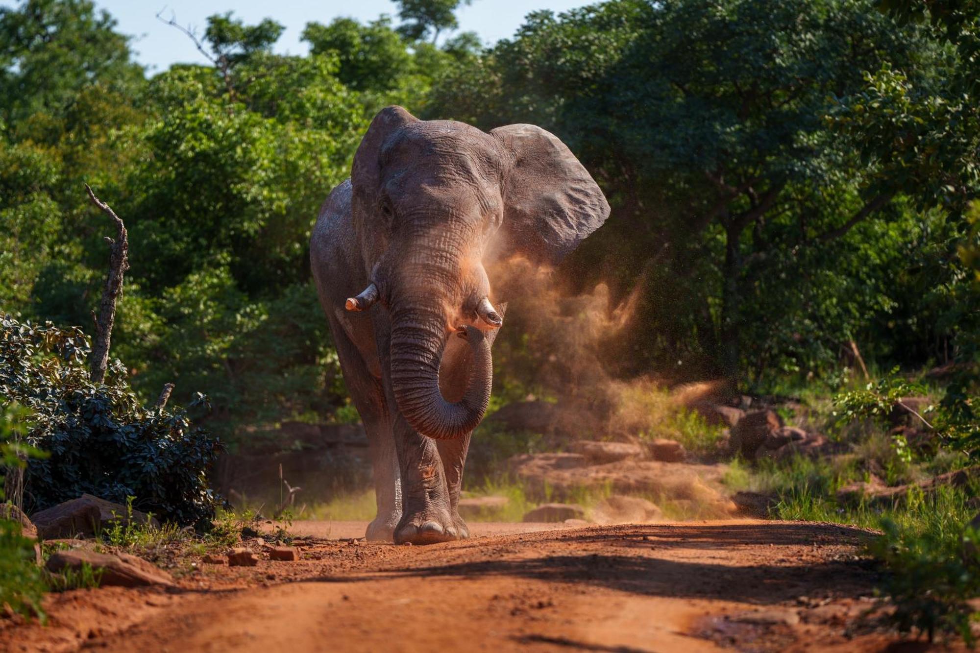 Sediba Luxury Safari Lodge Welgevonden Game Reserve Eksteriør bilde